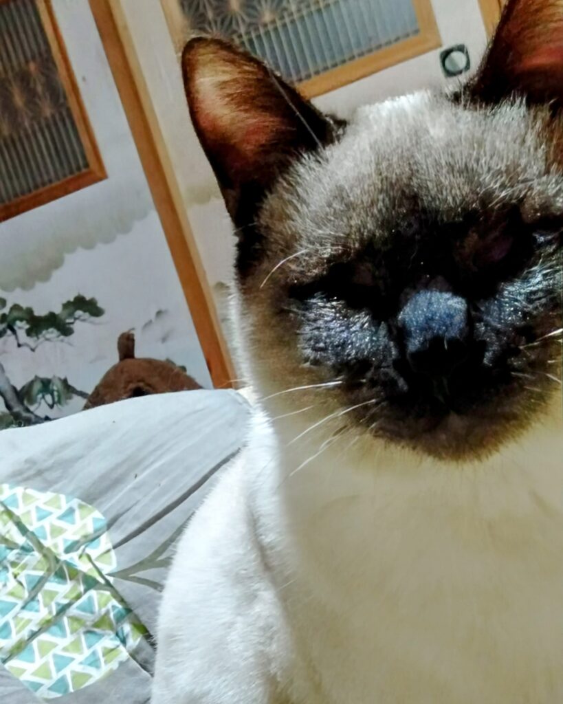 めめ