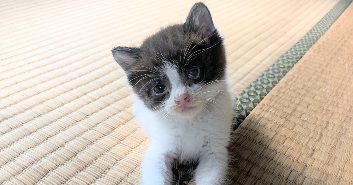 パンダ